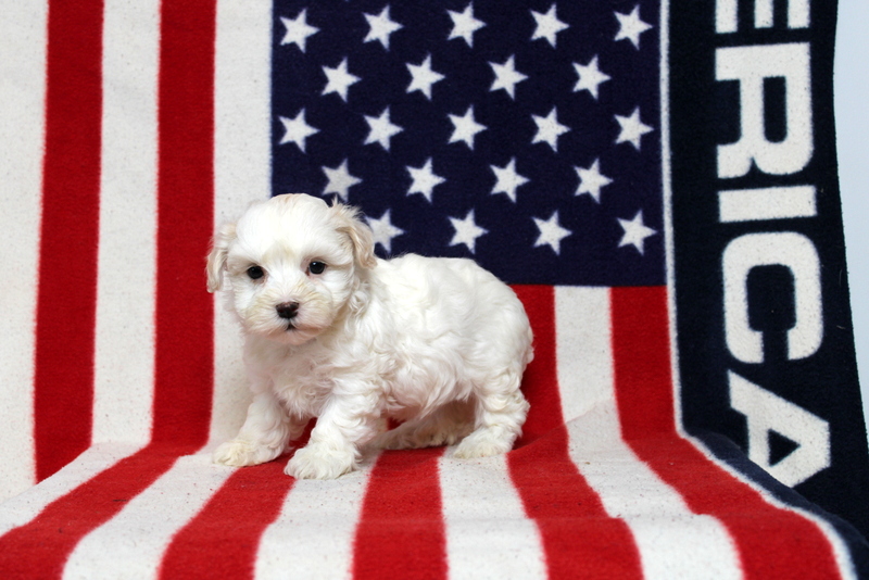 puppy, for, sale, Morki-Poo, Matthew B. Stoltzfus, dog, breeder, Gap, PA, dog-breeder, puppy-for-sale, forsale, nearby, find, puppyfind, locator, puppylocator, aca